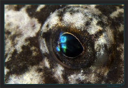 Bull eye (European bullhead freshwater) by Sven Tramaux 